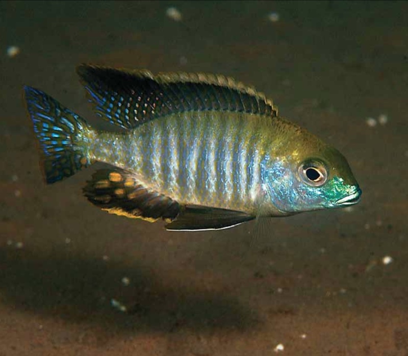 Tramitichromis sp. 'chembe circle' Cape Maclear